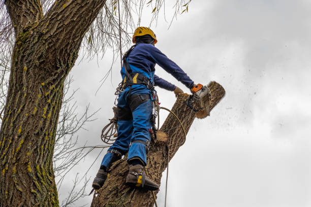 Reliable Salem, AR Tree Care Services Solutions